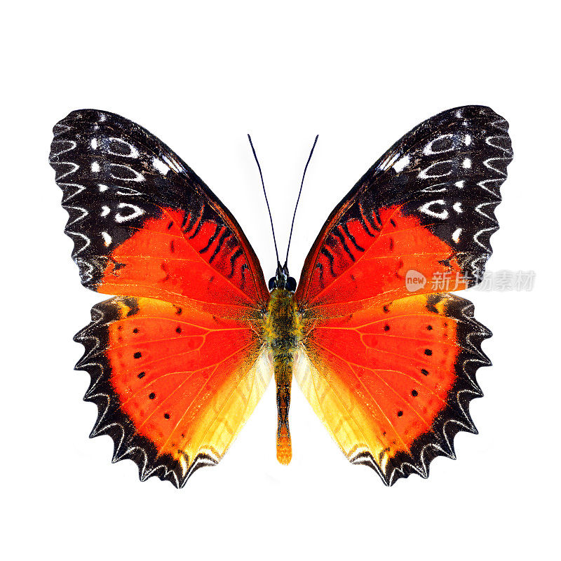 美丽的黄油，红色草蜻的翅膀在自然的颜色轮廓(Cethosia bibiis)与超级生动的橙色到红色和黑色框架的翅膀，使其真正的异国情调的性质